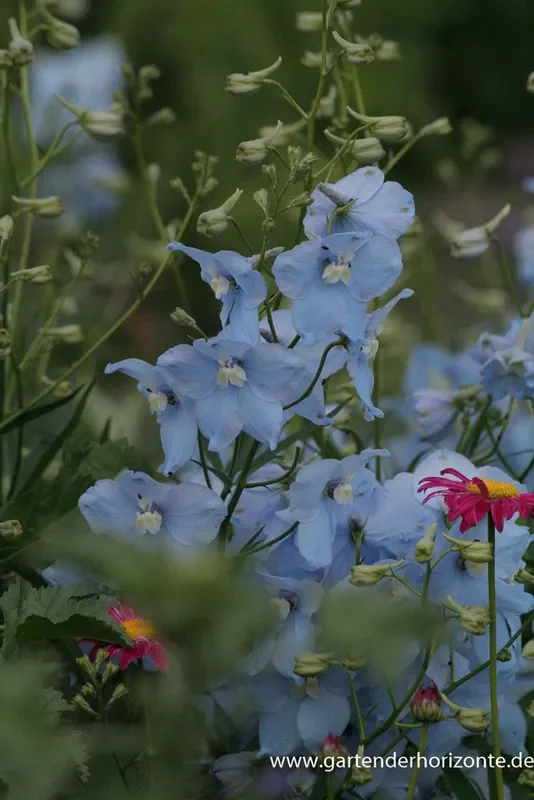 Delphinium x bellad.’Ballkleid‘