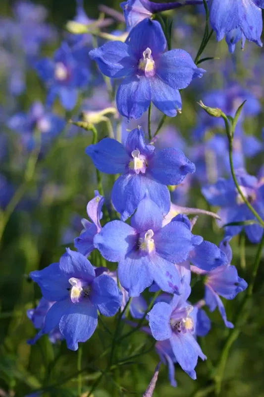 Delphinium x belladonna ‚Piccolo‘ (Verzweigter Rittersporn)