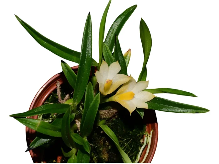 Den. Nikole Portilla