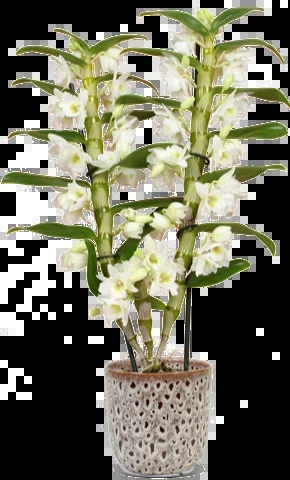 Dendrobium „pure white“ (Bambusorchidee) (M)