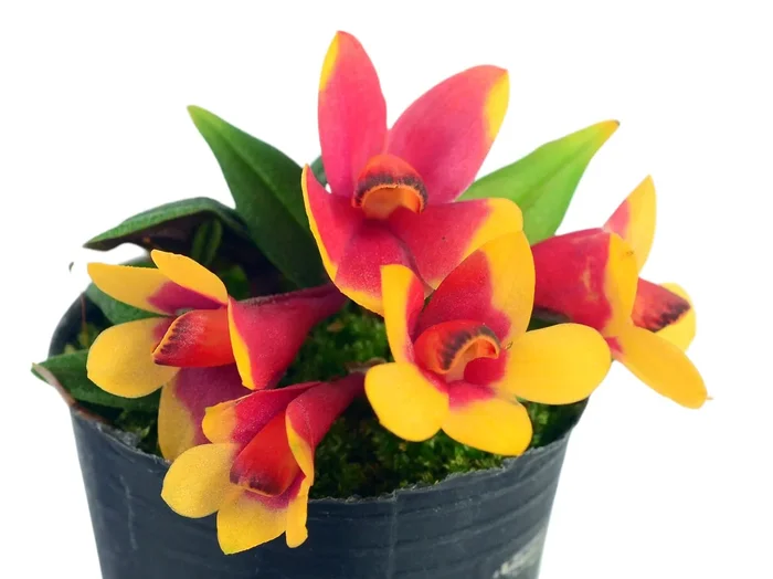 Dendrobium Aussie’s Hi-Lo red yellow