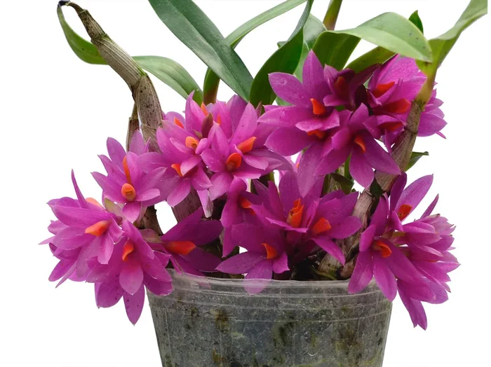 Dendrobium Hibiki