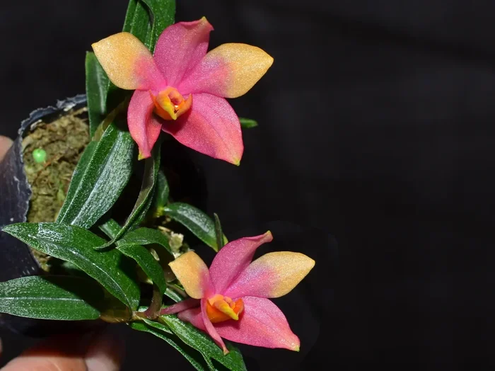 Dendrobium Mtn’s Butterfly Kisses