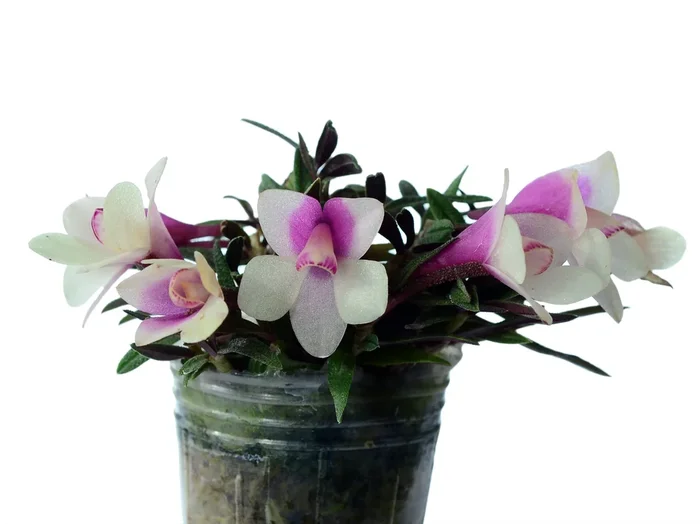 Dendrobium Pepe Portilla