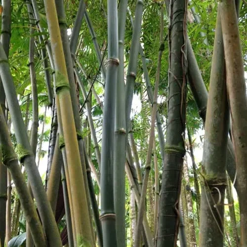 Dendrocalamus Strictus