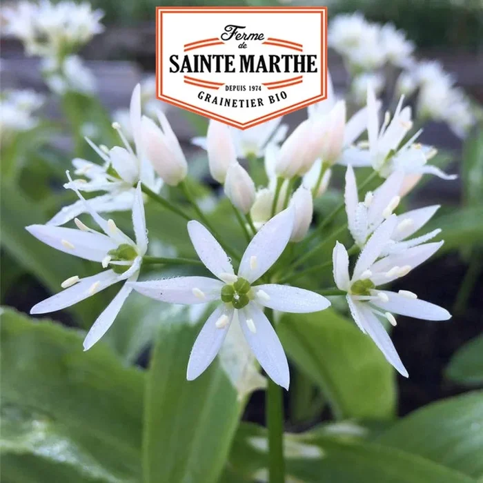 Der Bauernhof Sainte Marthe – 50 Samen Bärlauch