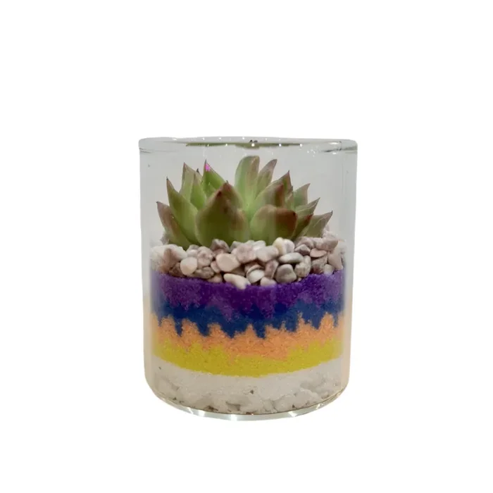 Desert Oasis: Open Succulent Glass Cylinder