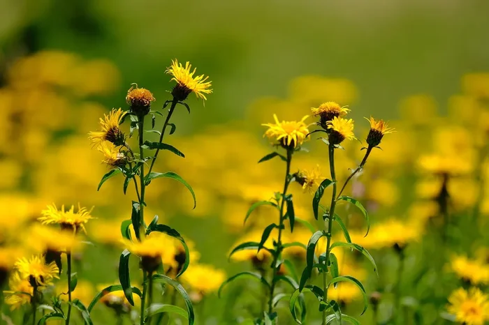 Deutscher Alant (Inula germanica) „Bio“