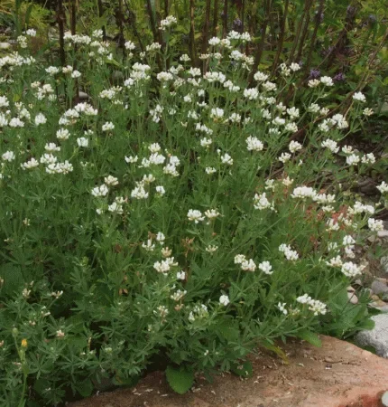 Deutscher Backenklee (Dorycnium germanicum) „Bio“