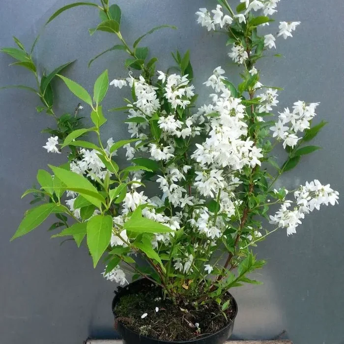 Deutzie Maiblumenstrauch – Deutzia gracilis