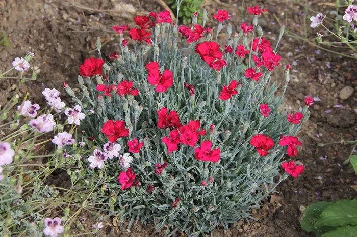 Dianthus gratianopolitanus ‚Rubin‘ (Pfingstnelke)