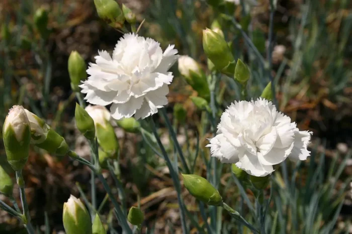 Dianthus plumarius ‚Alba Plena‘ (Federnelke)