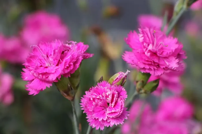 Dianthus plumarius ‚Pretty Becky‘ (Federnelke)