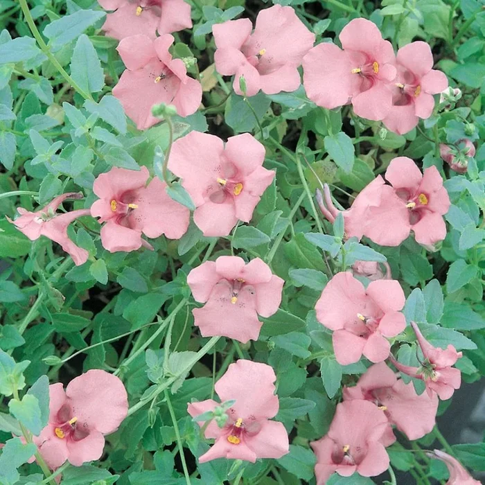 Diascia barberae