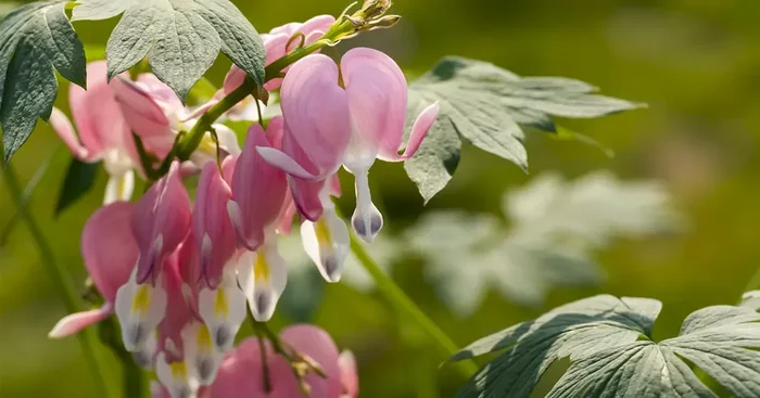 Dicentra spectabilis , T19