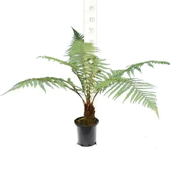 Dicksonia fibrosa – Goldener Baumfarn
