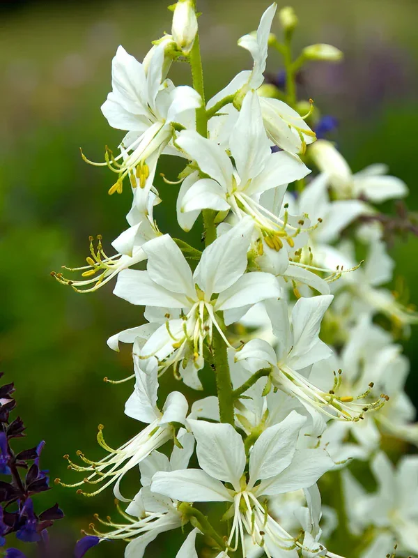 Dictamnus Albus Albiflorus (Diptam)