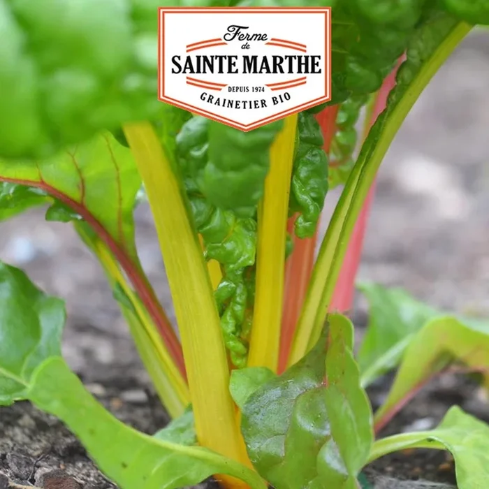 Die Farm Sainte Marthe – 100 Samen Porée Bright Lights