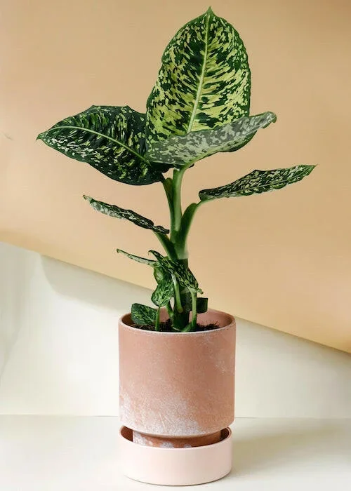 Dieffenbachia ‚Reflector‘ Large