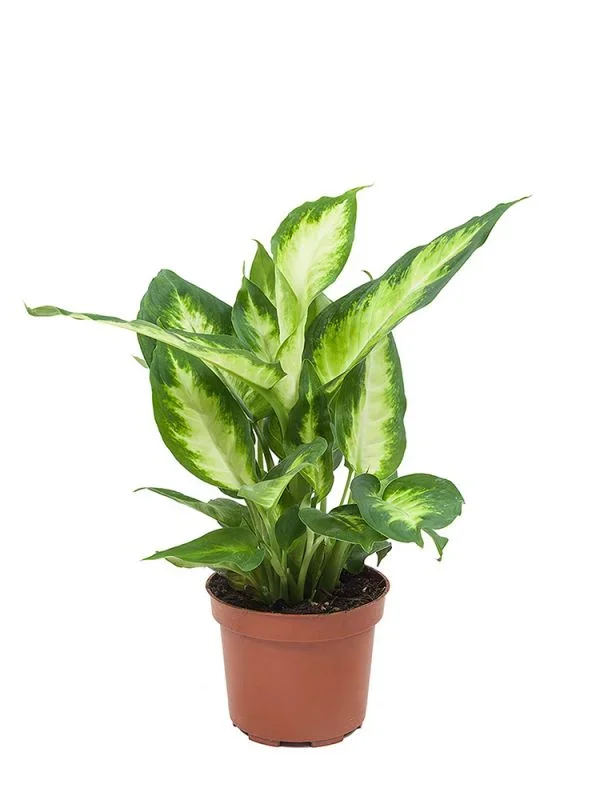 Dieffenbachia Camilla