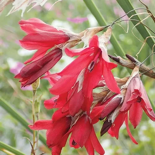 Dierama Blood Drops