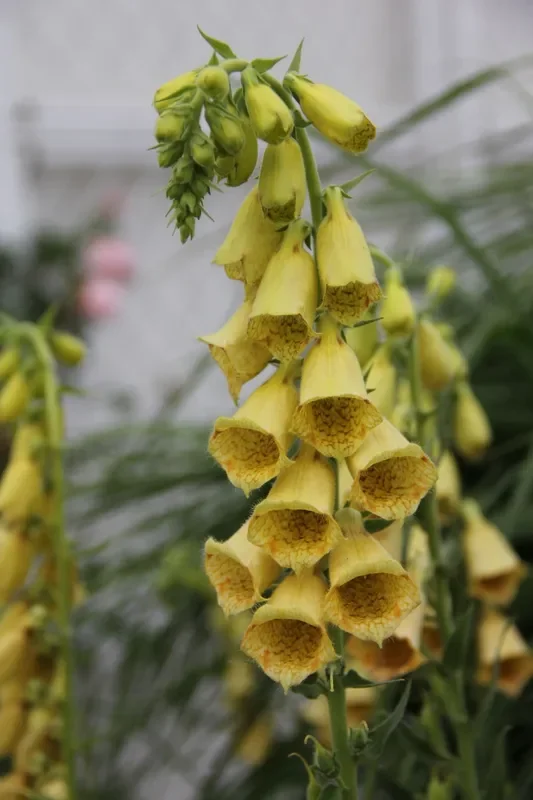 Digitalis grandiflora (Großblütiger Fingerhut)