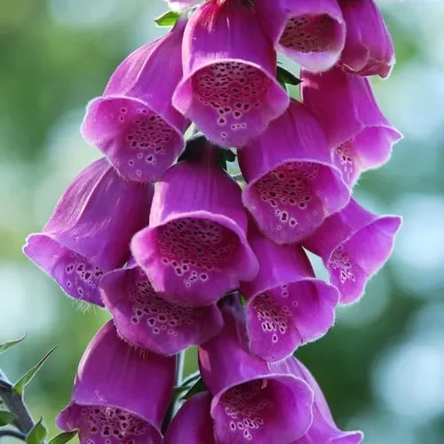 Digitalis Purpurea