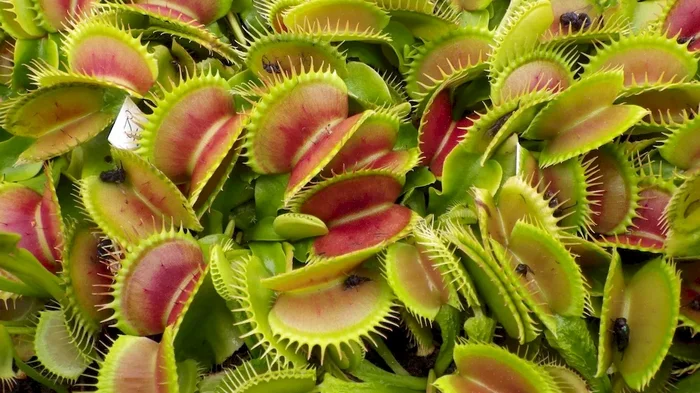 Dionaea muscipula Bimbo