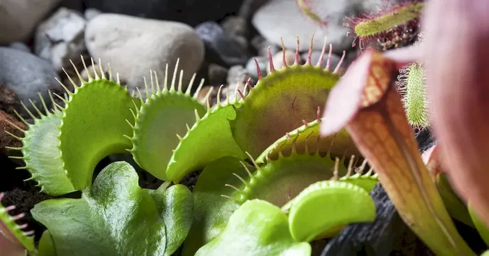 Dionaea muscipula