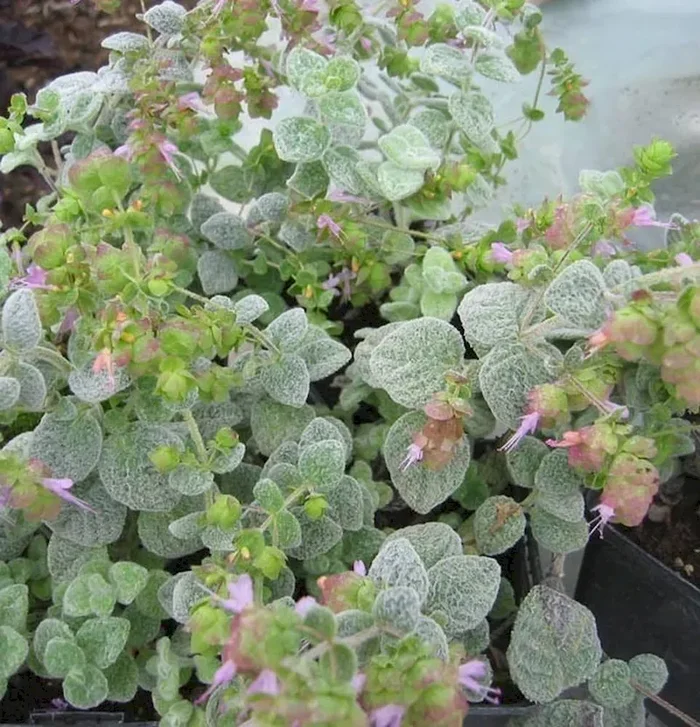 Diptam-Dosten, Origanum dictamnus