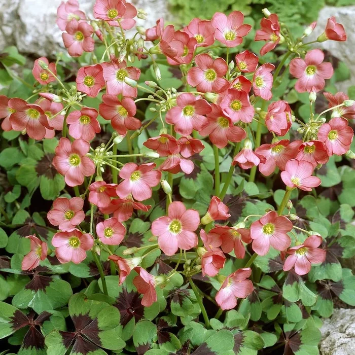 Diverse Blumenzwiebeln