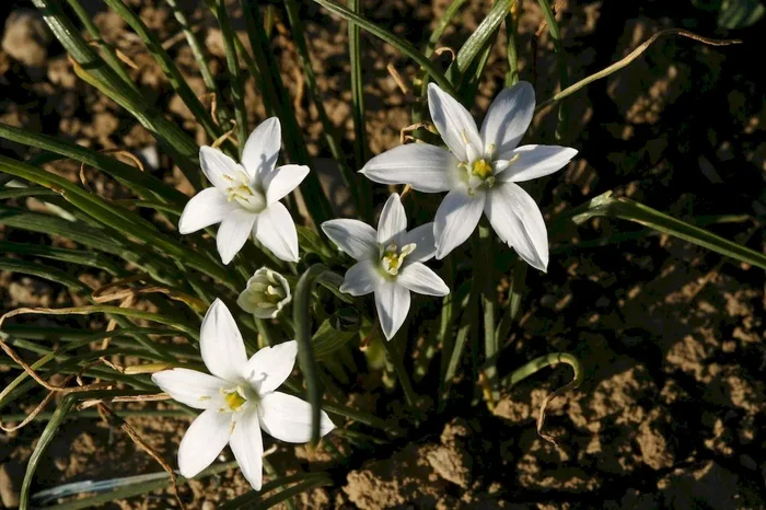Doldenmilchstern, Ornithogalum umbellatum
