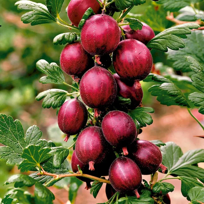 Dornenarmer Stachelbeer-Stamm ‚Larell®‘, rot. Bestellnummer 4414707