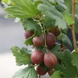 Dornenlose Stachelbeere (Ribes uva crispa) Captivator