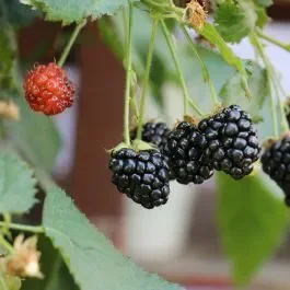 Dornenlose Zwerg-Brombeere (Rubus fruticosus) Lowberry® Little Black Prince