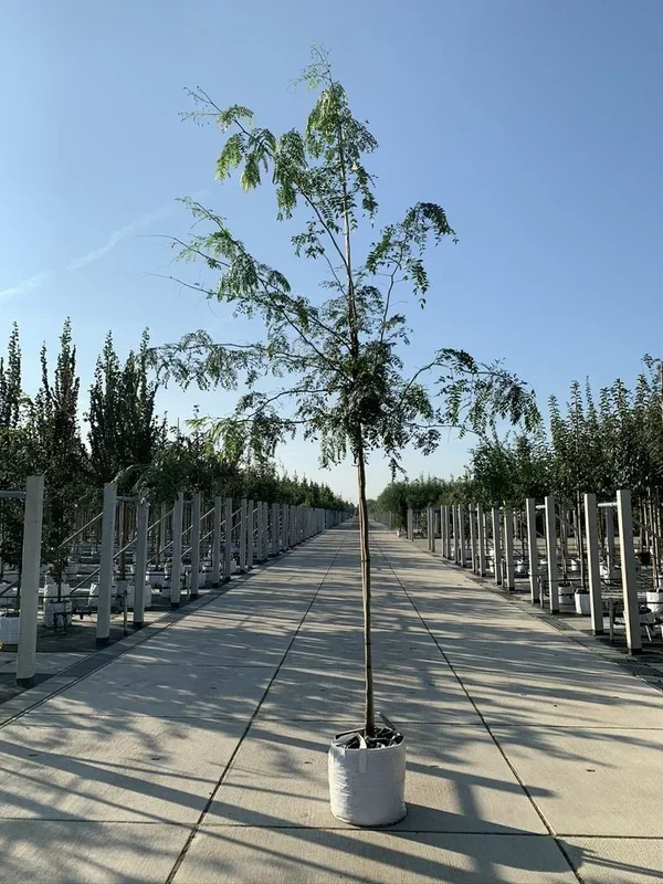 Dornenloser Lederhülsenbaum ‚Inermis‘