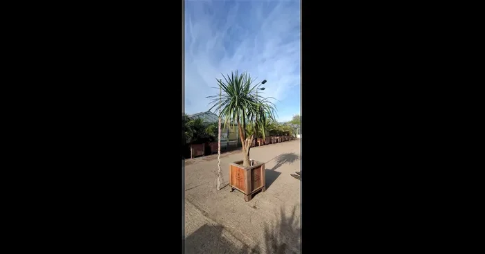 Dracaena