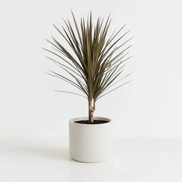 Dracaena Bicolor – 75cm