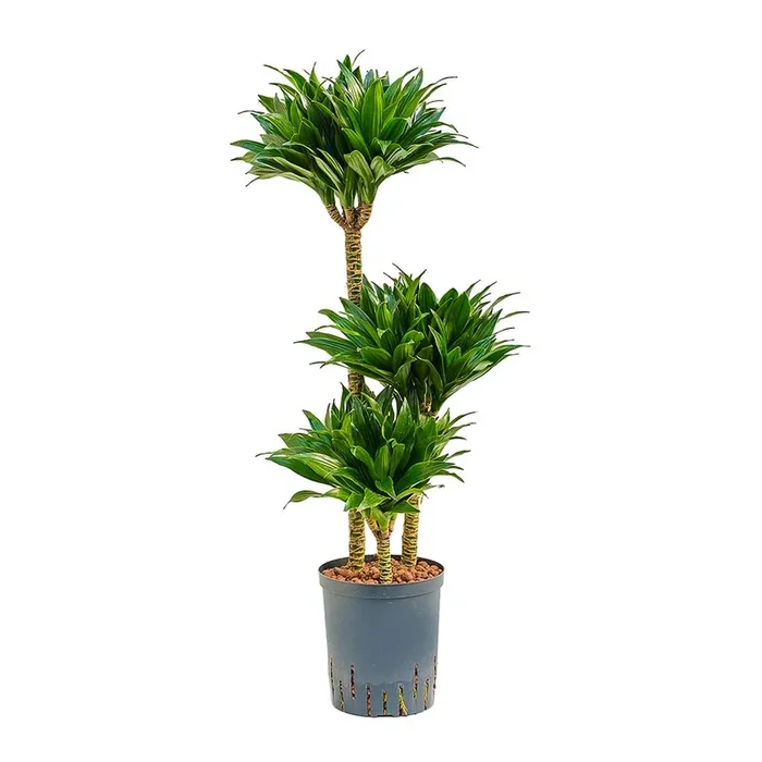 Dracaena Compacta – Multi Stem – HydroCare