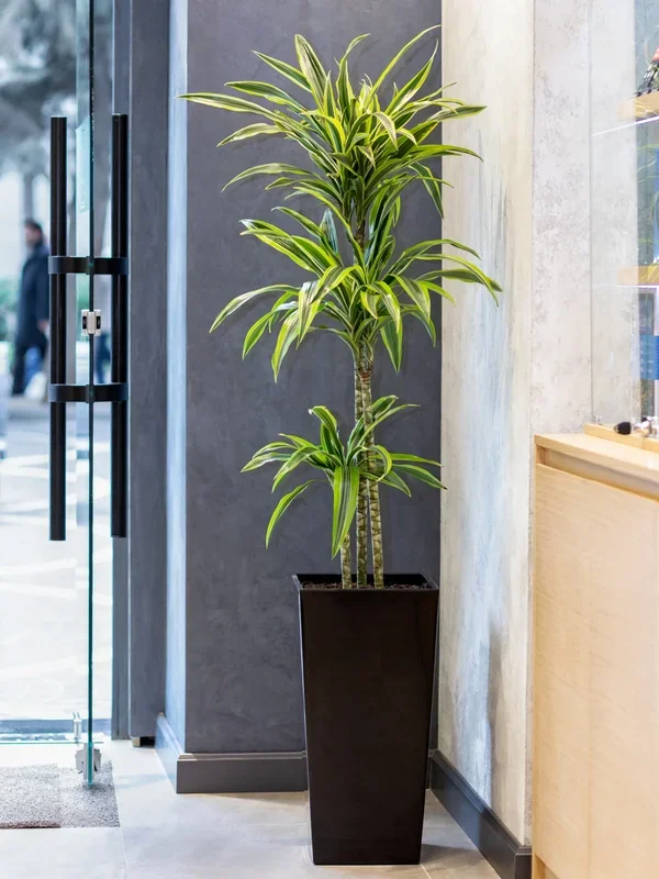 Dracaena deremensis – Drachenbaum