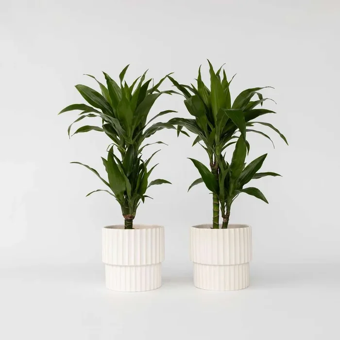 Dracaena deremensis ‚Janet Craig‘ – Set of 2
