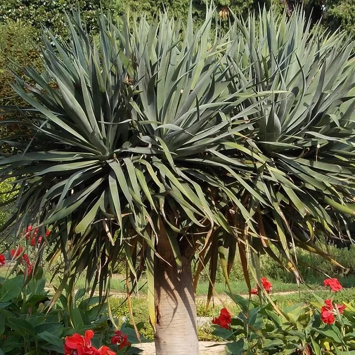Dracaena draco