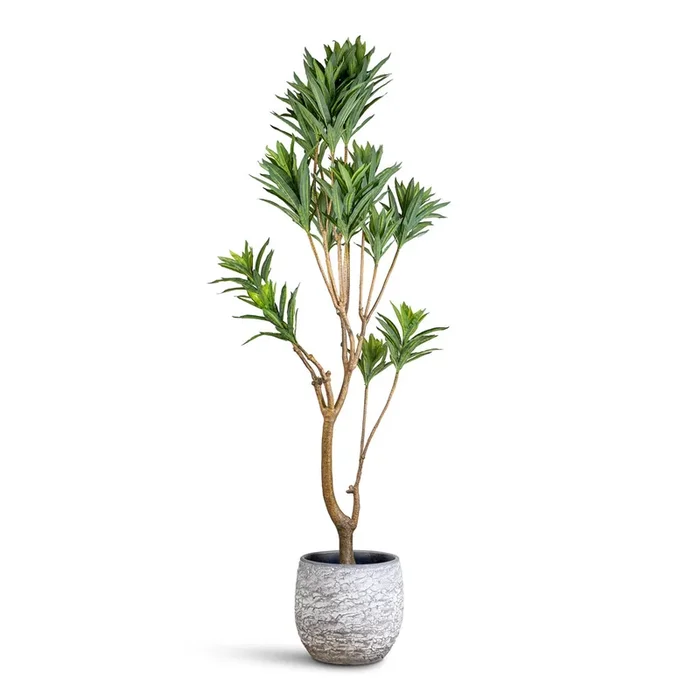 Dracaena Dragon Tree – Artificial