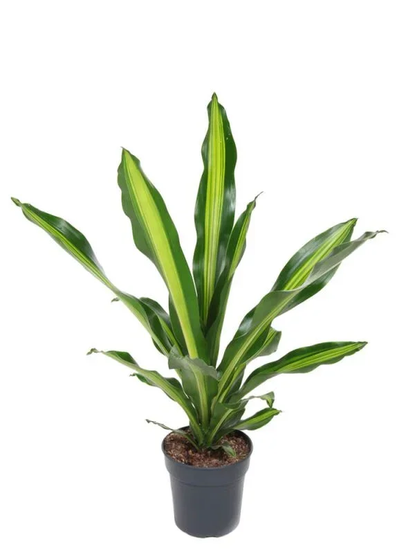 Dracaena Fragrans Burley