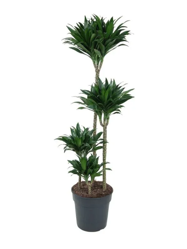 Dracaena Fragrans Compacta