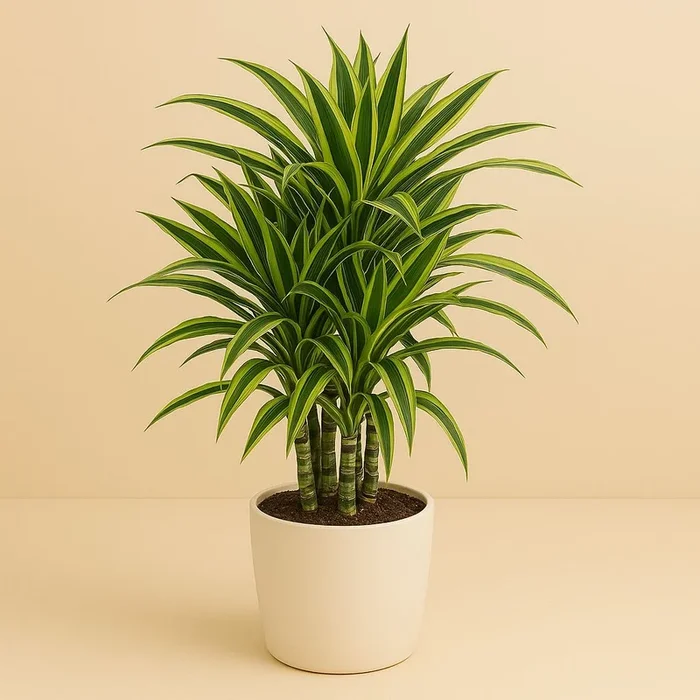 Dracaena Fragrans Lemon Lime – 100cm
