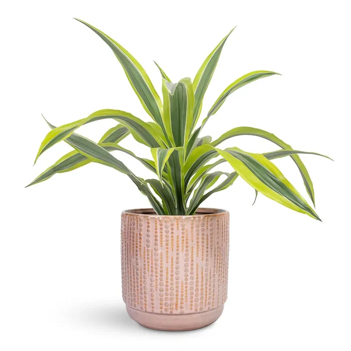 Dracaena fragrans Lemon Lime – Head
