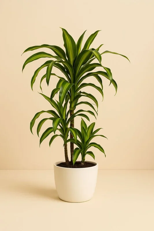 Dracaena Hawaiiana – 90cm