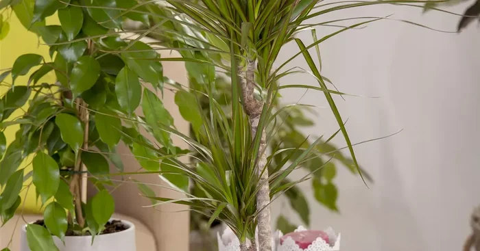 Dracaena marginata