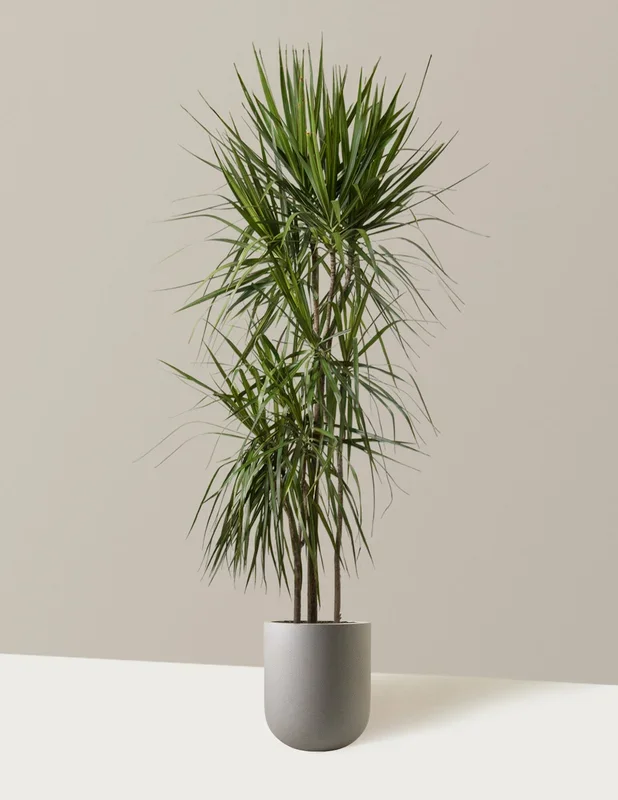 Dracaena Marginata Tree